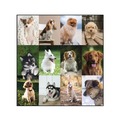 Bulletin Boards | Blueline C194116 12-Month (Jan to Dec): 2026 22 in. x 17 in. Puppies Photography Pets Collection Monthly Desk Pad - Black Binding/Clear Corners image number 6