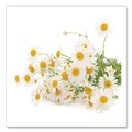 Beverages & Drink Mixes | Bigelow RCB10401 Single Flavor Tea - Cozy Chamomile (28 Bags/Box) image number 5